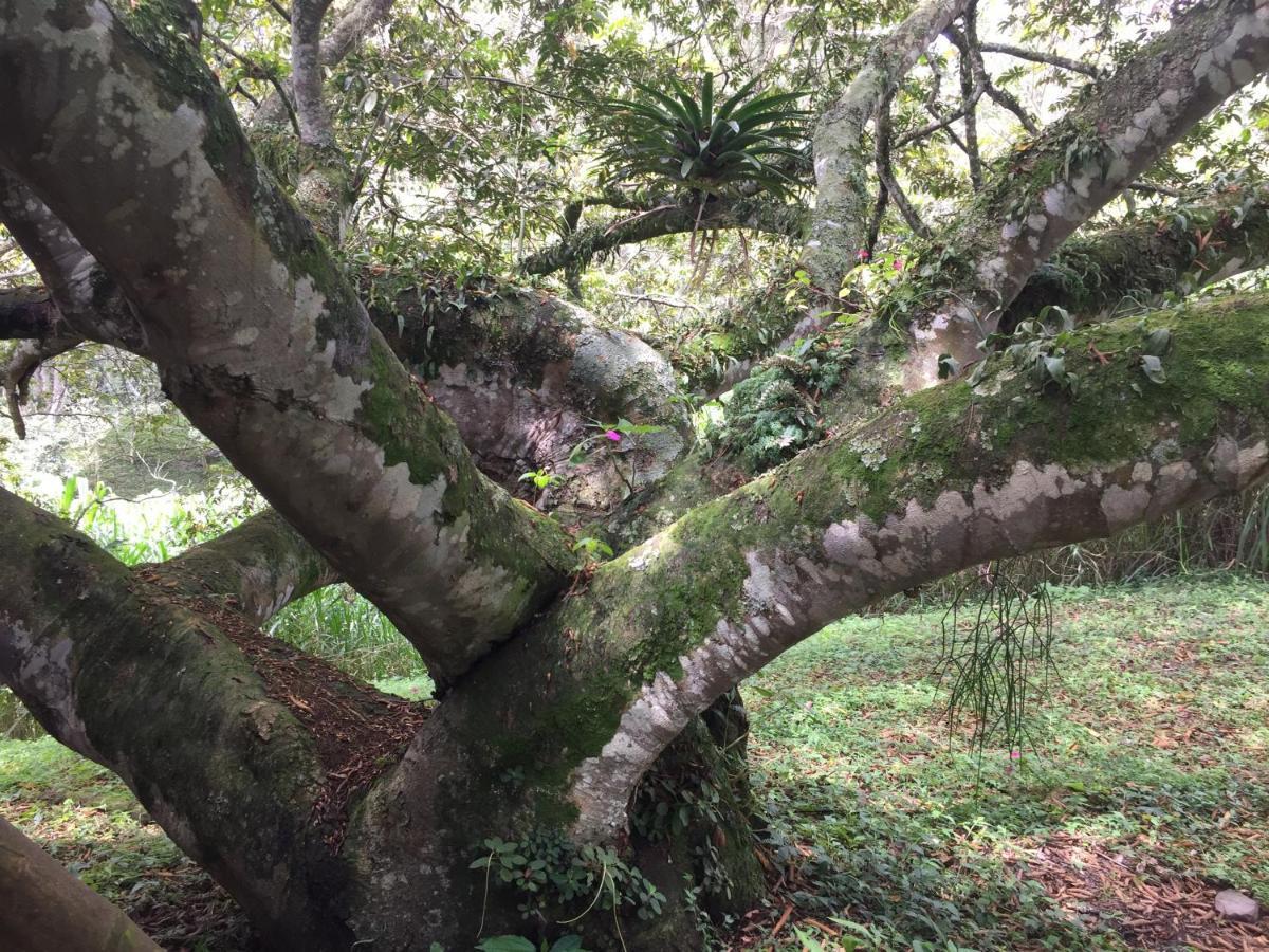 Glamping El Arbol En La Casa Βίλα San Antonio del Tequendama Εξωτερικό φωτογραφία