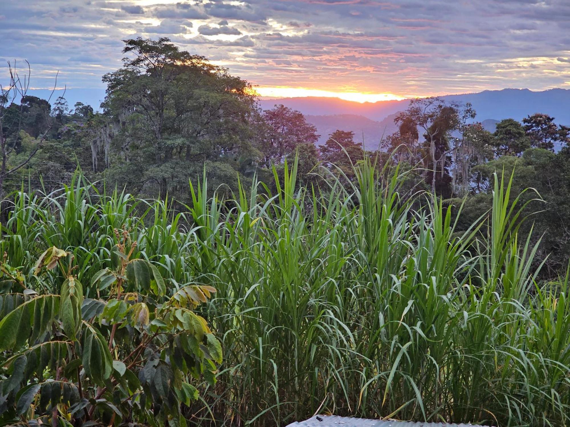 Glamping El Arbol En La Casa Βίλα San Antonio del Tequendama Εξωτερικό φωτογραφία